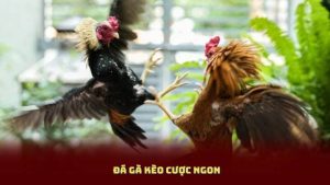 Đá Gà Kèo Cược Ngon - Cách Nhận Biết Trận Đấu Đáng Xuống Tiền
