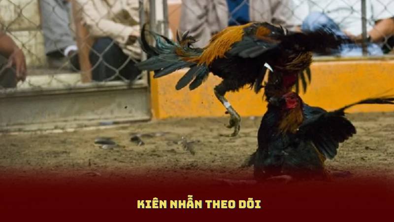 Kiên Nhẫn Theo Dõi