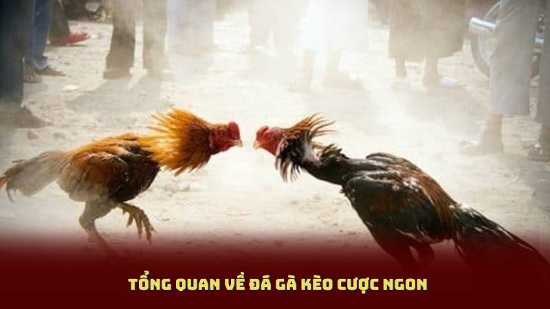 Tổng Quan Về Đá Gà Kèo Cược Ngon